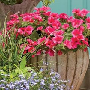 Meet your Posher, Joy